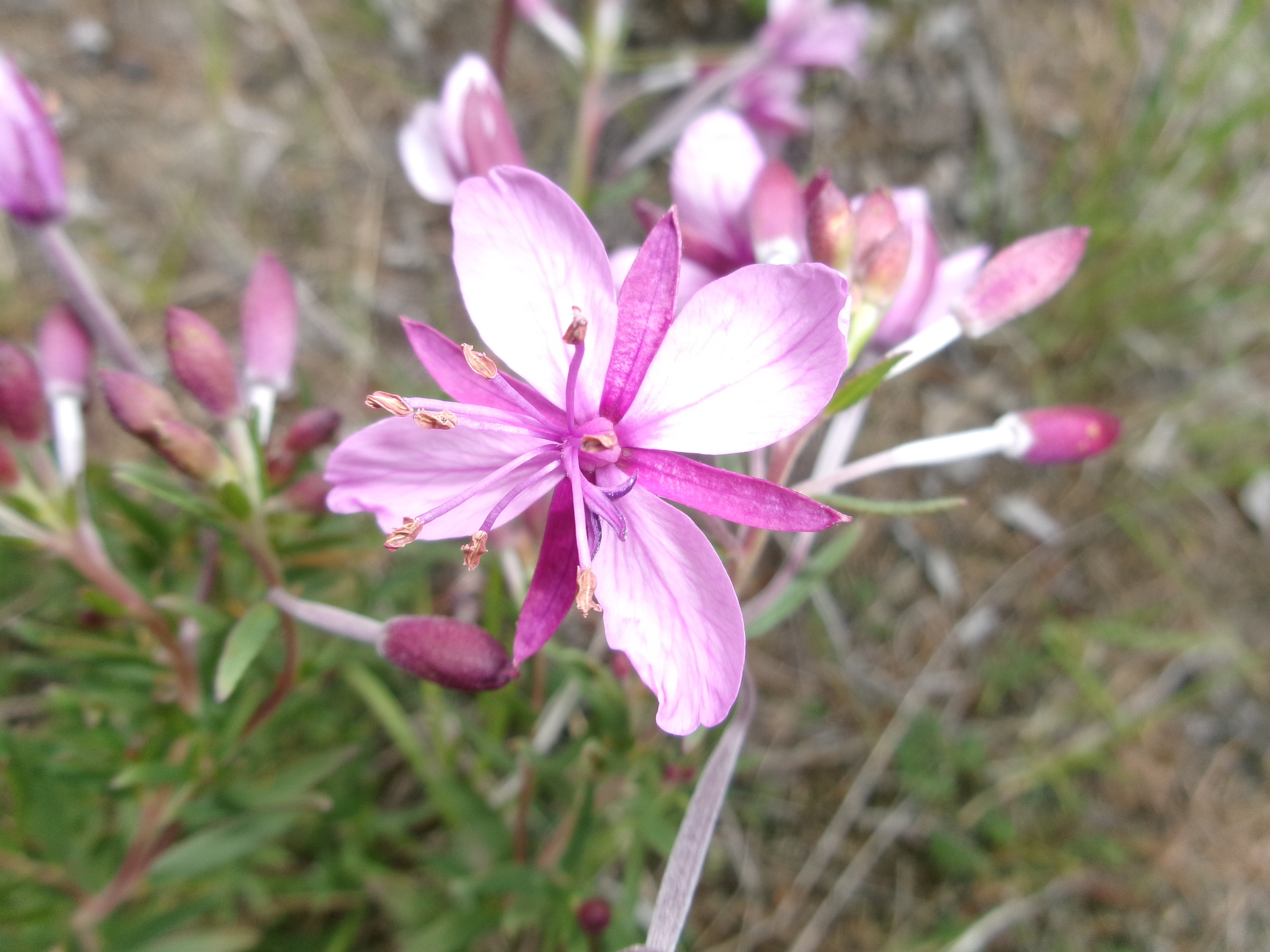 bloemen