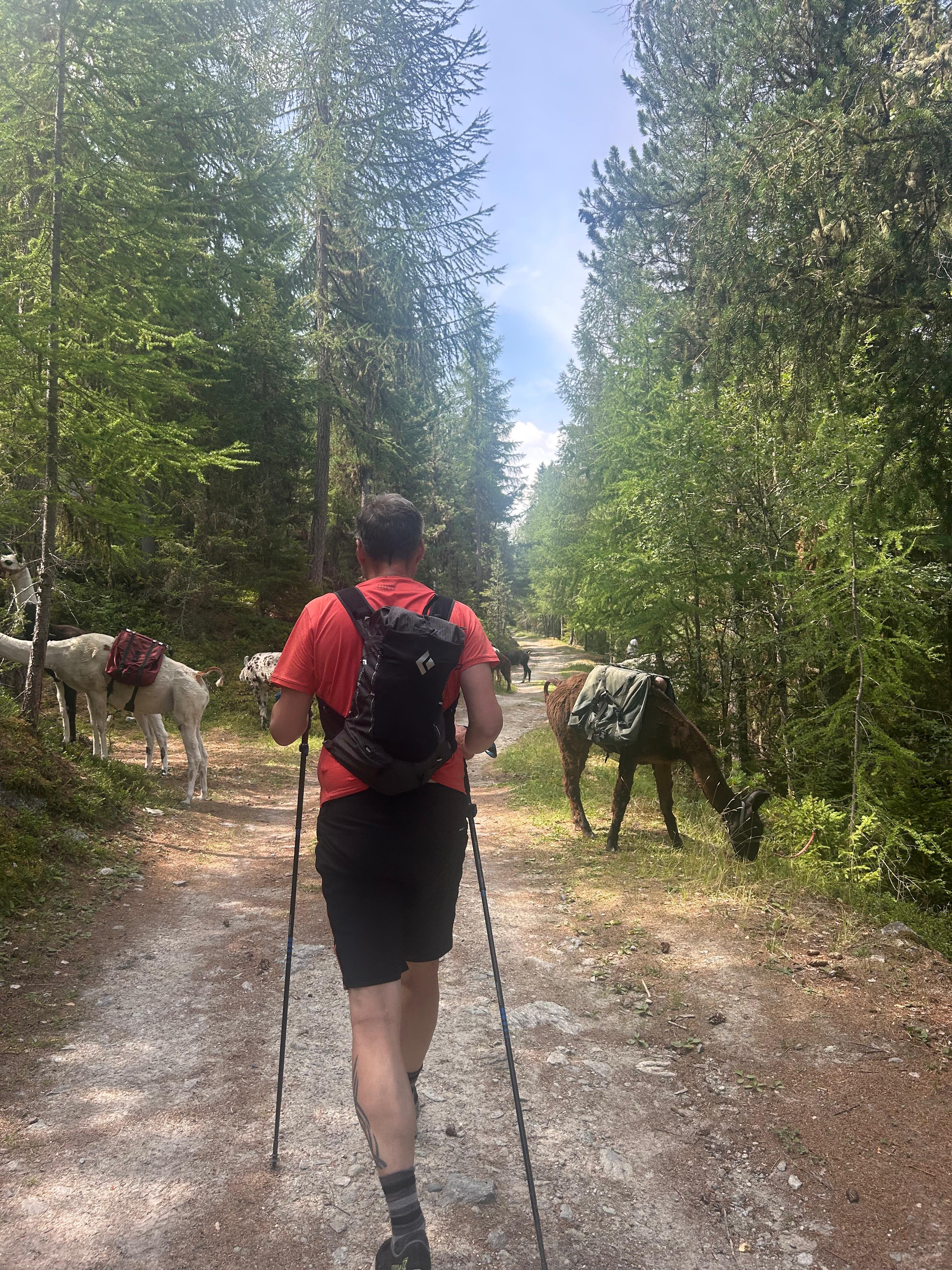 Lama trekking