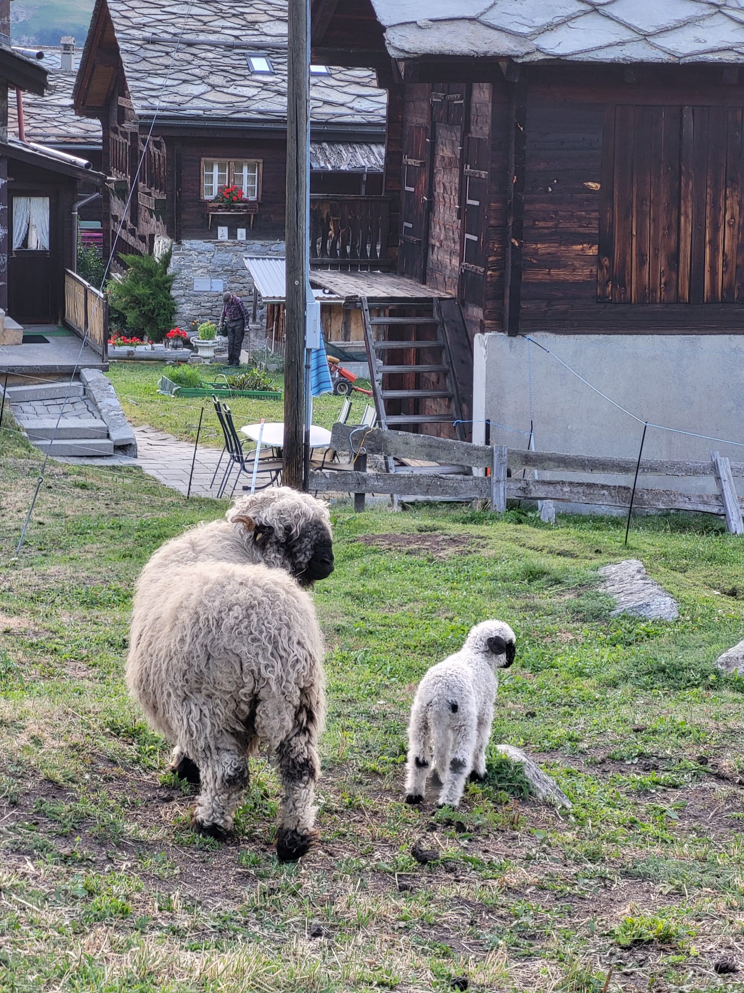 Schwarznase schapen